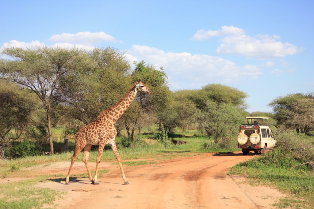 safari in tanzania a novembre